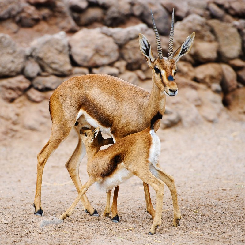 Oasis Wildlife Fuerteventura